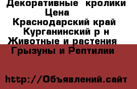 Декоративные  кролики  › Цена ­ 350 - Краснодарский край, Курганинский р-н Животные и растения » Грызуны и Рептилии   